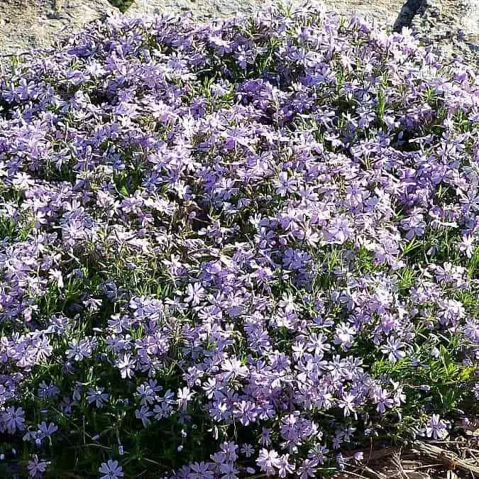 Emerald Blue Creeping Phlox - #1 Container