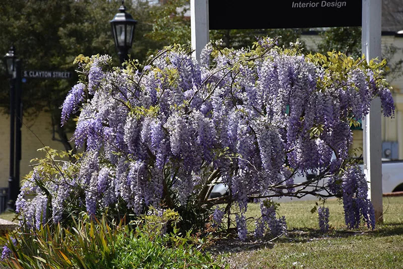 1 Japanese Wisteria (W. floribunda) 1-2 Ft Tall Wisteria Queen of Vines Grafted