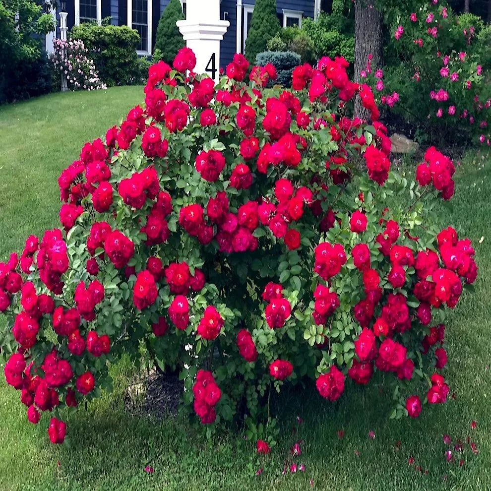20 SEEDS JAPANESE RED ROSE BUSH FLOWER (Rosa Rugosa Rubra) Hardy Flower Plant