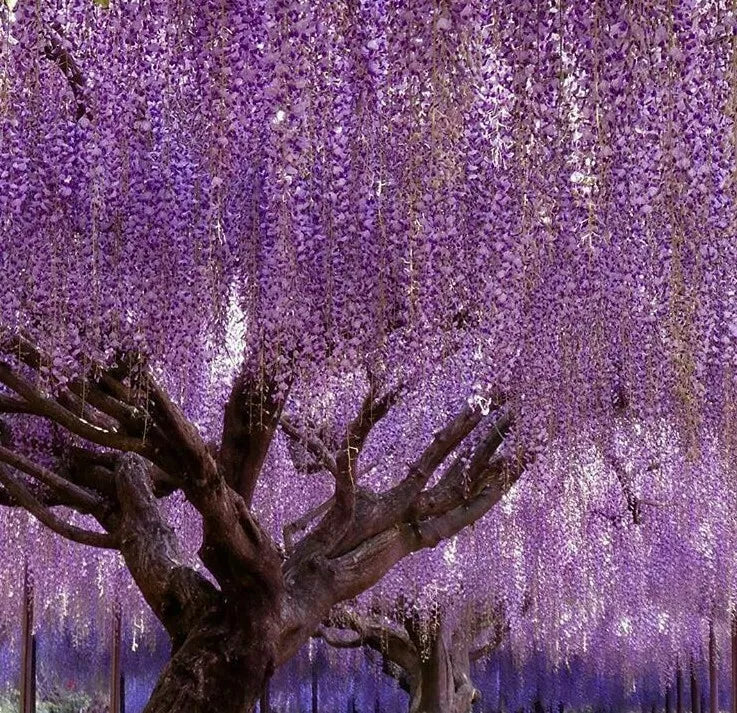 1 Purple Chinese Wisteria Tree 10-15" Live Plant 2.5" Pot Wisteria sinensis