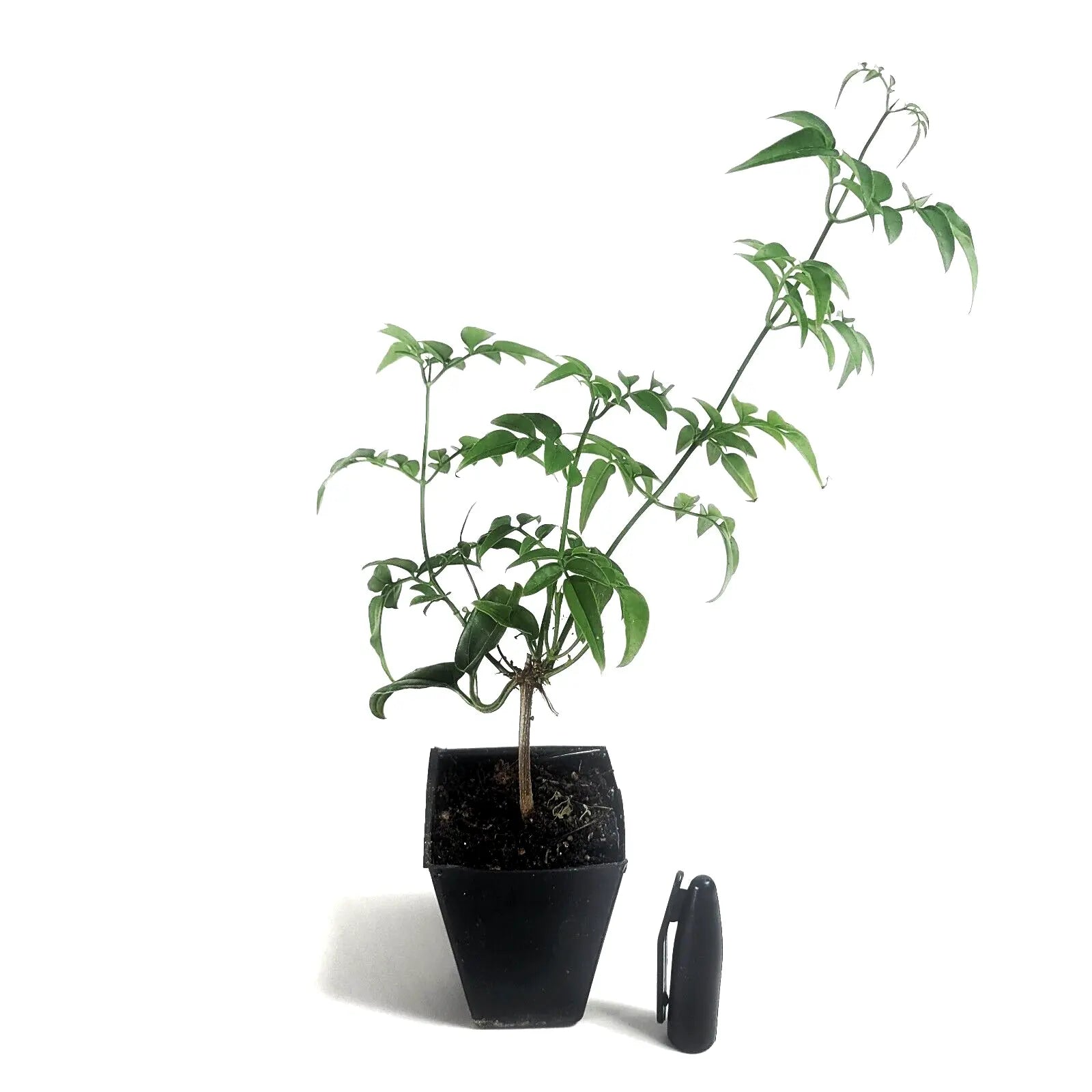 where can i buy indoor jasmine plants Live Jasmine Plant 2" Pot Mini Starter Plant – Sejahtera Seeds and Bulbs
