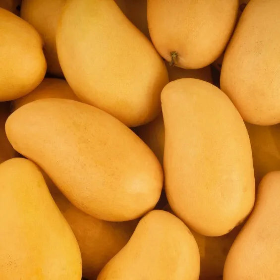 Mango Ataulfo (mangifera) live Tropical Fruit Tree 12”-24”