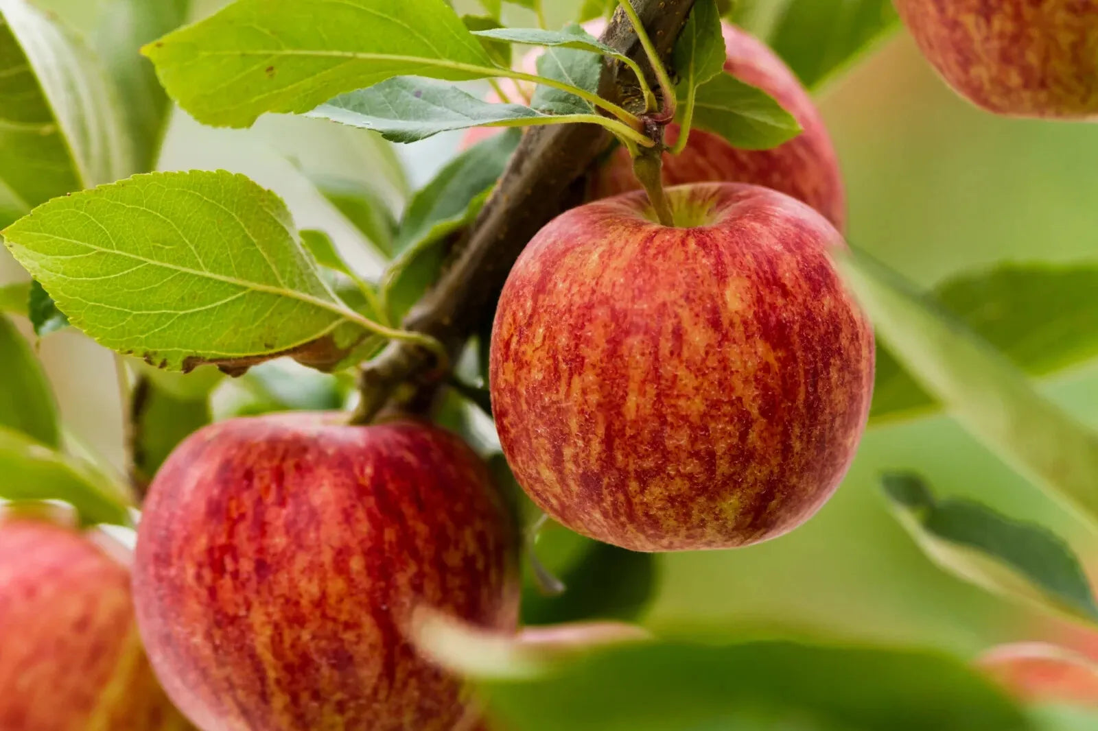 planting gala apple seeds 25 Seeds Gala Apple Tree FRESH SEEDS – Sejahtera Seeds and Bulbs