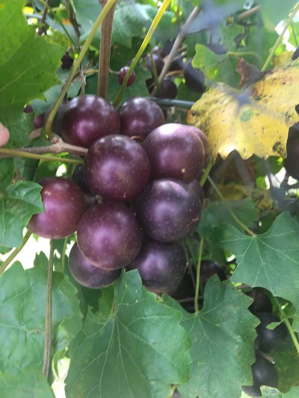 1 PAULK MUSCADINE Live Grape Vine Plant 1-2 yr Old - Pruned