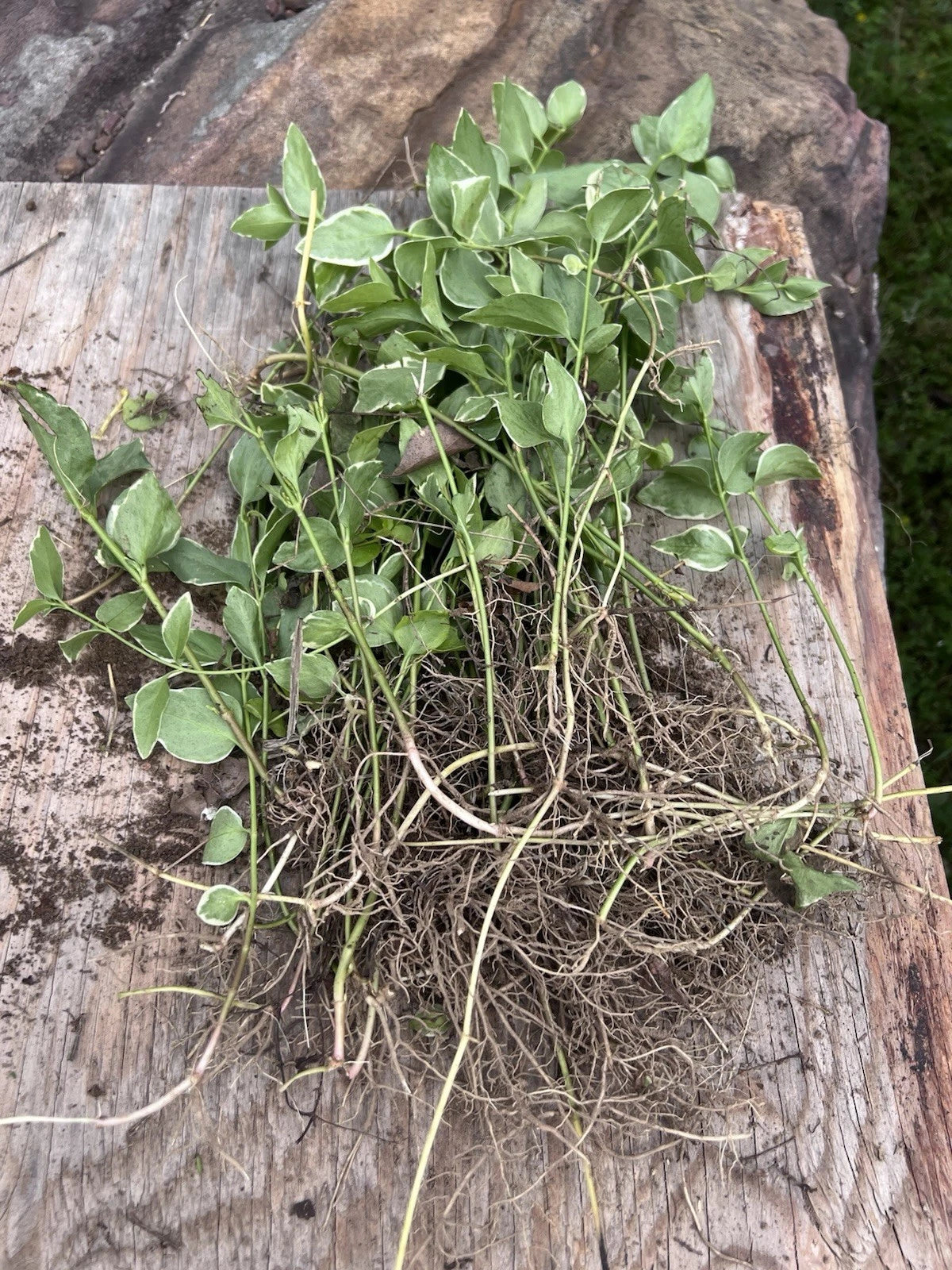Vinca Major Periwinkle Vine Live Bare Roots - 10 Fresh Picked Plants for Landscaping (Vinca major)