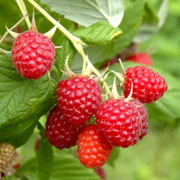 Everbearing Raspberry Cuttings - 20 Organic Heritage Raspberry Cuttings (Rubus idaeus) - Sweet Red Berries for Home Gardening