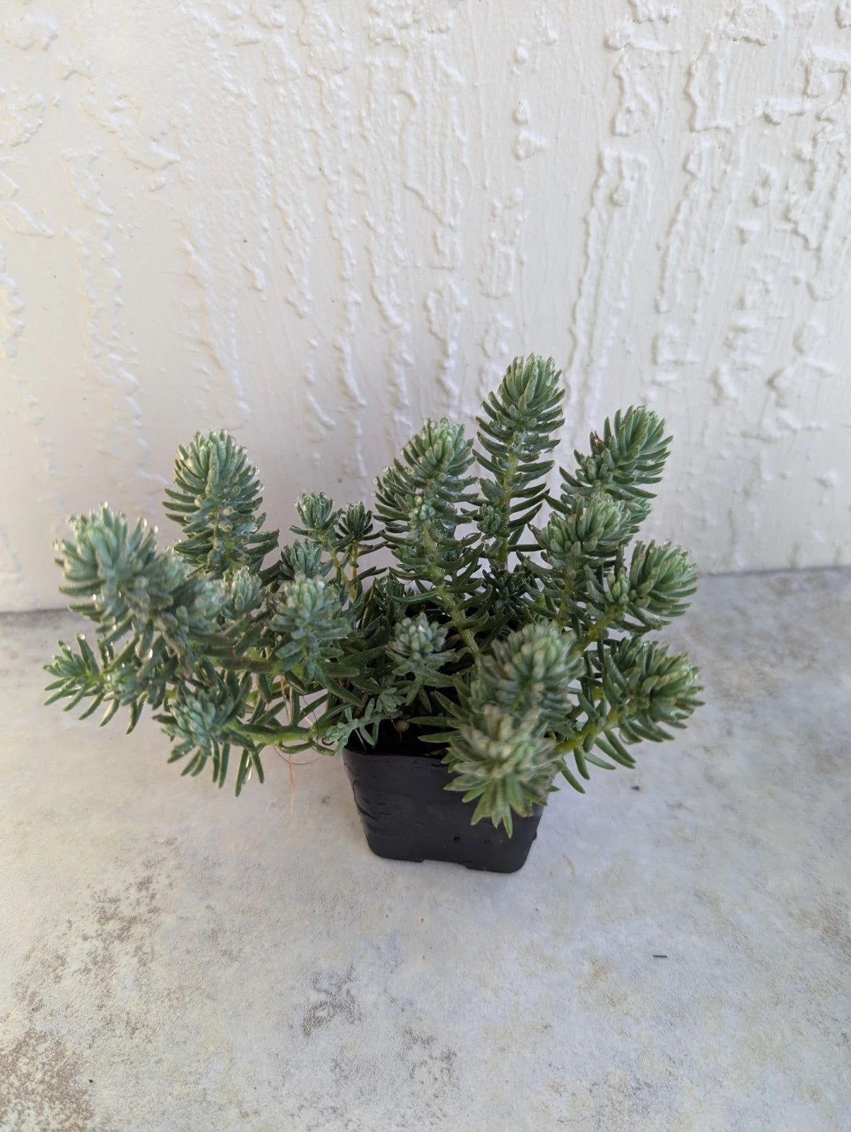 Stonecrop Sedum 'Blue Spruce' 2 Inch Potted Succulent Plant - Hardy Winter Weather Variety (Sedum)