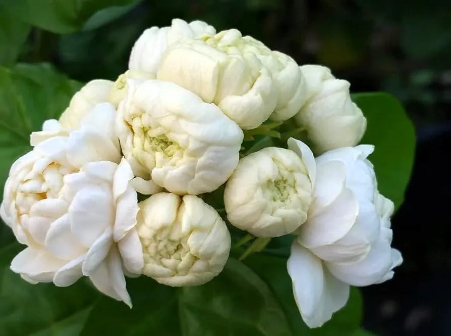 Live Plant Grand Duke of Tuscany Arabian Jasmine - 4" Pot