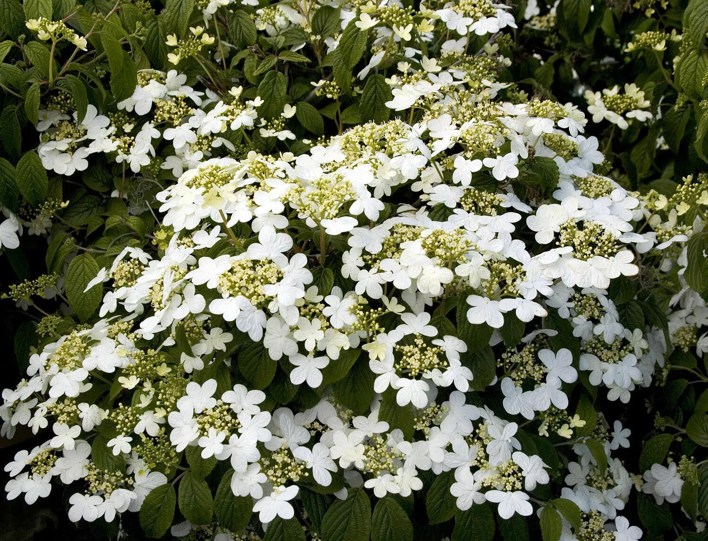 1pc Alleghany Viburnum 6-12" in a 2 1/2" cup