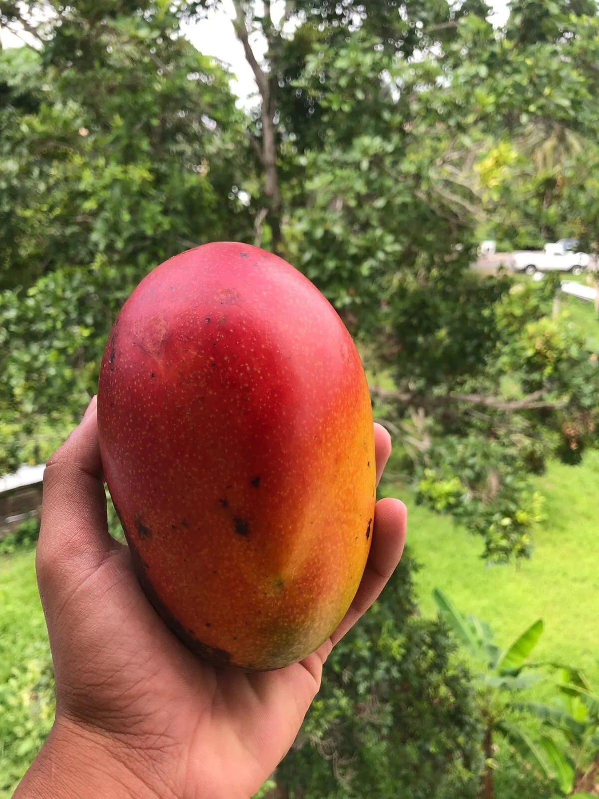 Mango Haden (mangifera) live Tropical Fruit Tree 12”-24”