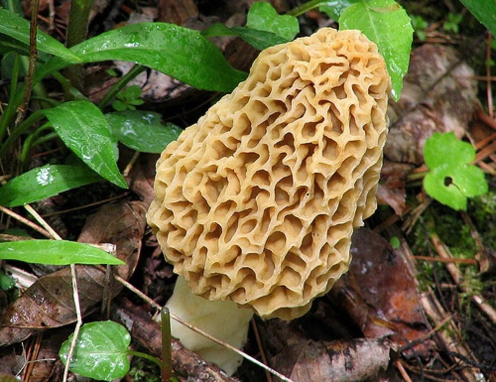 Morel Mushroom Planting Kit - 5 Gallon for Garden or Farm - Morchella esculenta - Grow Fresh Mushrooms at Home