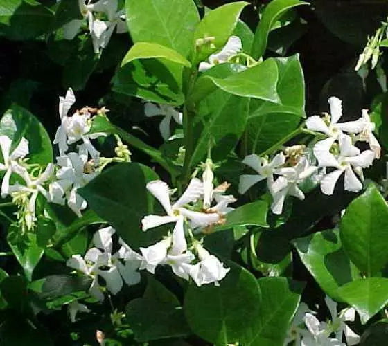1 Starter Live Plant Confederate Jasmine Vine Trachelospermum jasminoides)