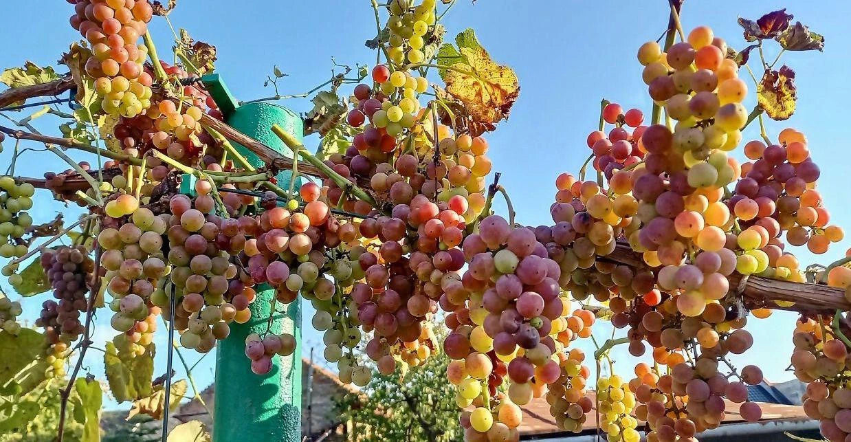 Strawberry Taste Grapes Cuttings - 10 Ready for Rooting - Sweet, Extra Fertile Varieties - Vitis vinifera