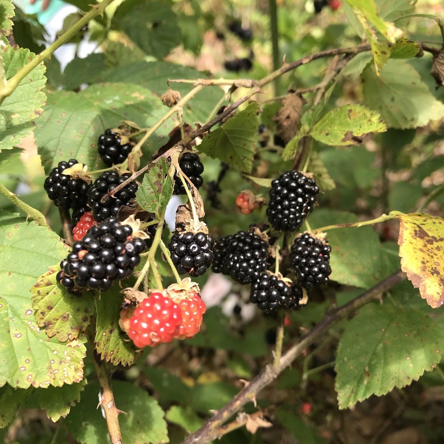 Southern Wild Blackberry Bush Starter Plants - 5 Bare Root Edible Fruit Plants (Rubus fruticosus) - Fast Growing, Thorny Variety