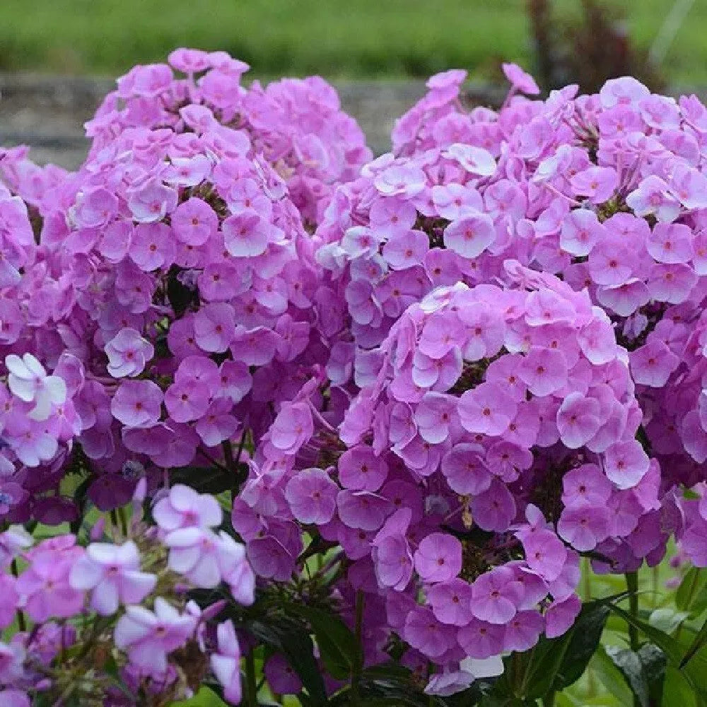 Phlox 'Fashionably Early Flamingo', 1 Gallon Pot Live Plant