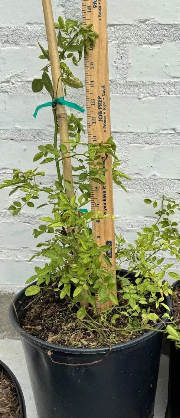 peggy martin rose seeds 1) Peggy Martin/Katrina Rose Plant 10-18 inch long – Sejahtera Seeds and Bulbs