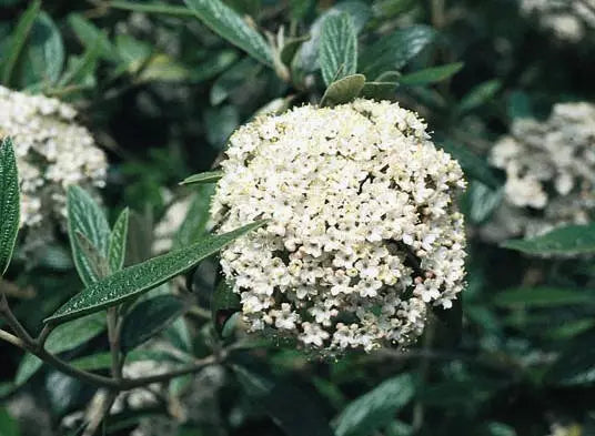 1pc Pragense Viburnum 6-12" Live Plant in a 2 11/2' cup