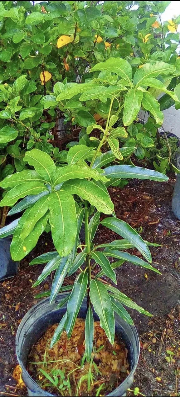 Mango tree Dwarf In Pot, Medium Size, Organic