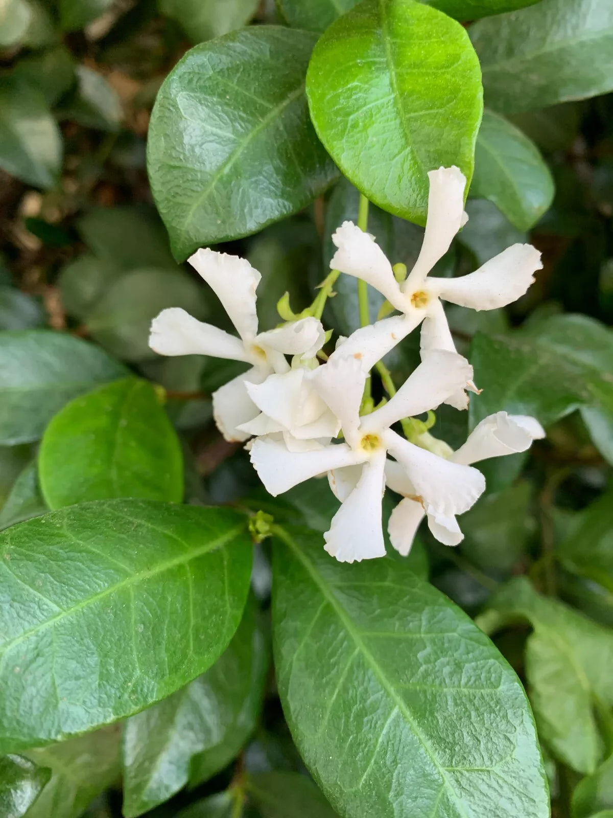 7 Unrooted Cuttings 10 inch Jasminoides Trachelospermum Star Jasmine Flower