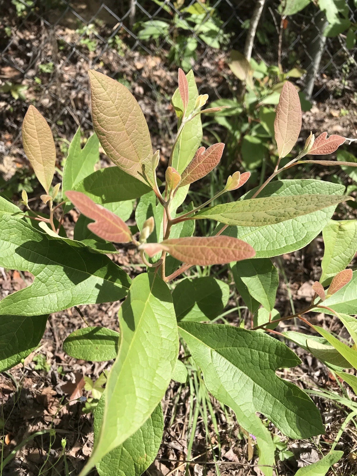 Sassafras Tree Cuttings - 5 Easy to Root 6-8 inches - Sassafras albidum - Ideal for Tea and Propagation
