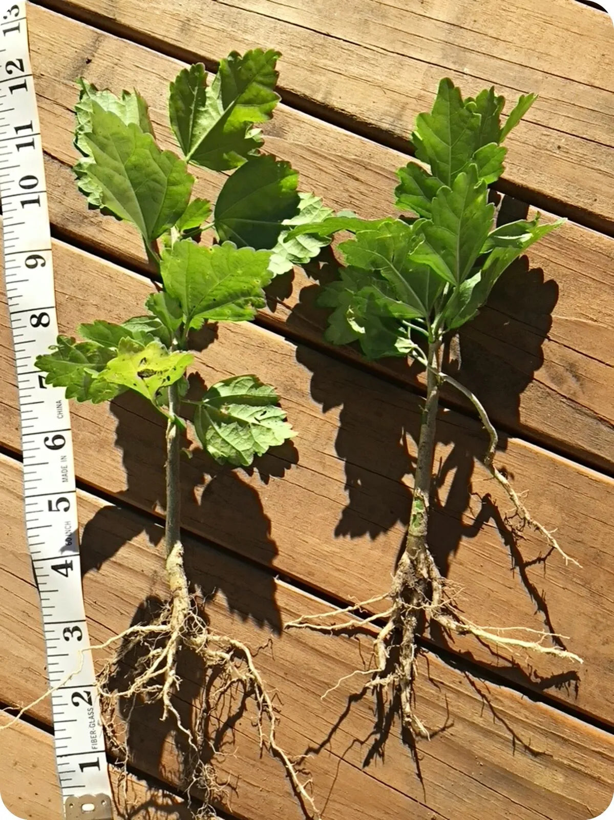2 Starter Live Plant w/ Roots Rose Of Sharon Hibiscus