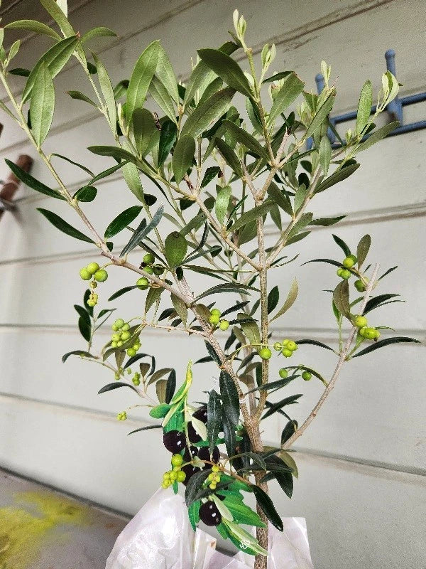 Fruiting Olive Tree Plant - 20" Arbequina Variety - Olea europaea - Well Rooted, Many Branches for Zones 8b-11