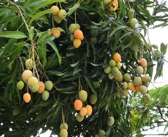 Mango (Mangifera) live Tropical Fruit Tree 12”-24”