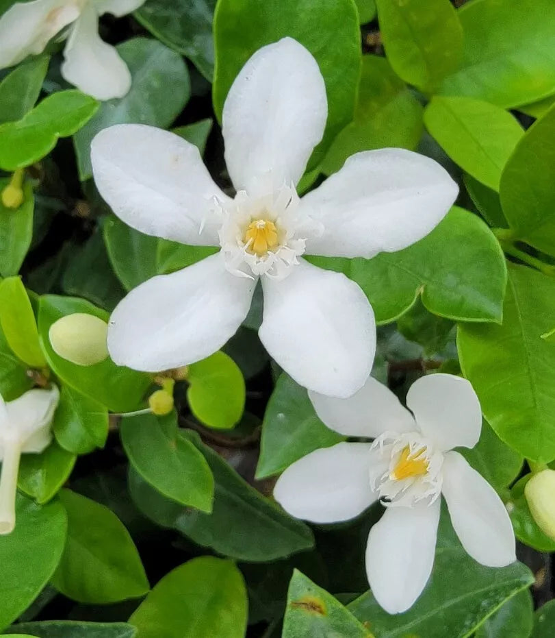 Starter Live Plant 2 to 5" tall Asian Snow Jasmine (Wrightia antidysenterica)