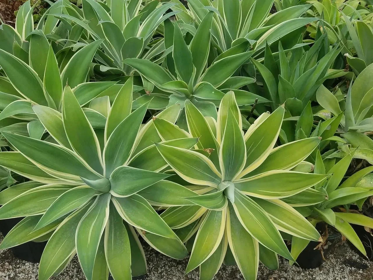 Foxtail Agave Plant 6" Variegated Ray of Light Agave attenuata - Rooted, Easy Care, Choose Your Size, Garden Ready