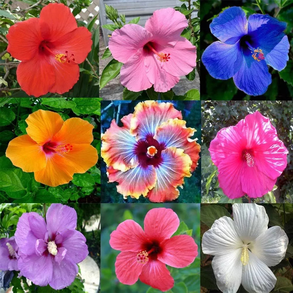 100 RARE MIXED COLOR Hibiscus Seeds Perennial Flowers Flower Seed