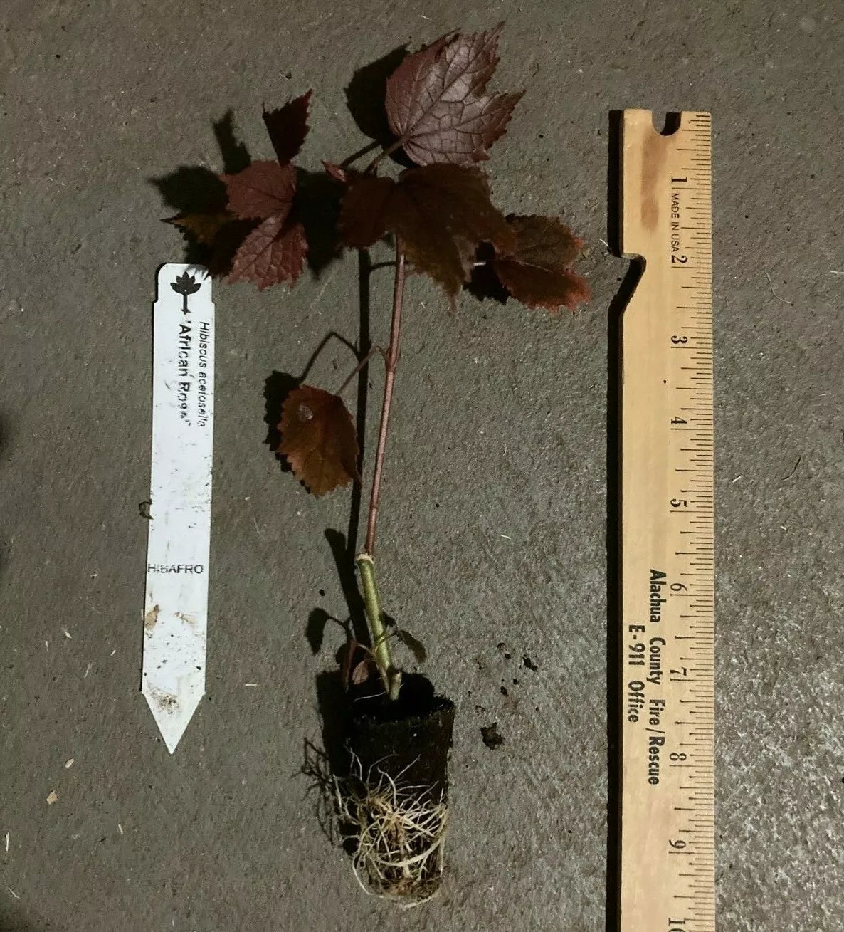 1 TC Plant/Plug 6-8 inches CRANBERRY HIBISCUS (H. ACETOSELLA)