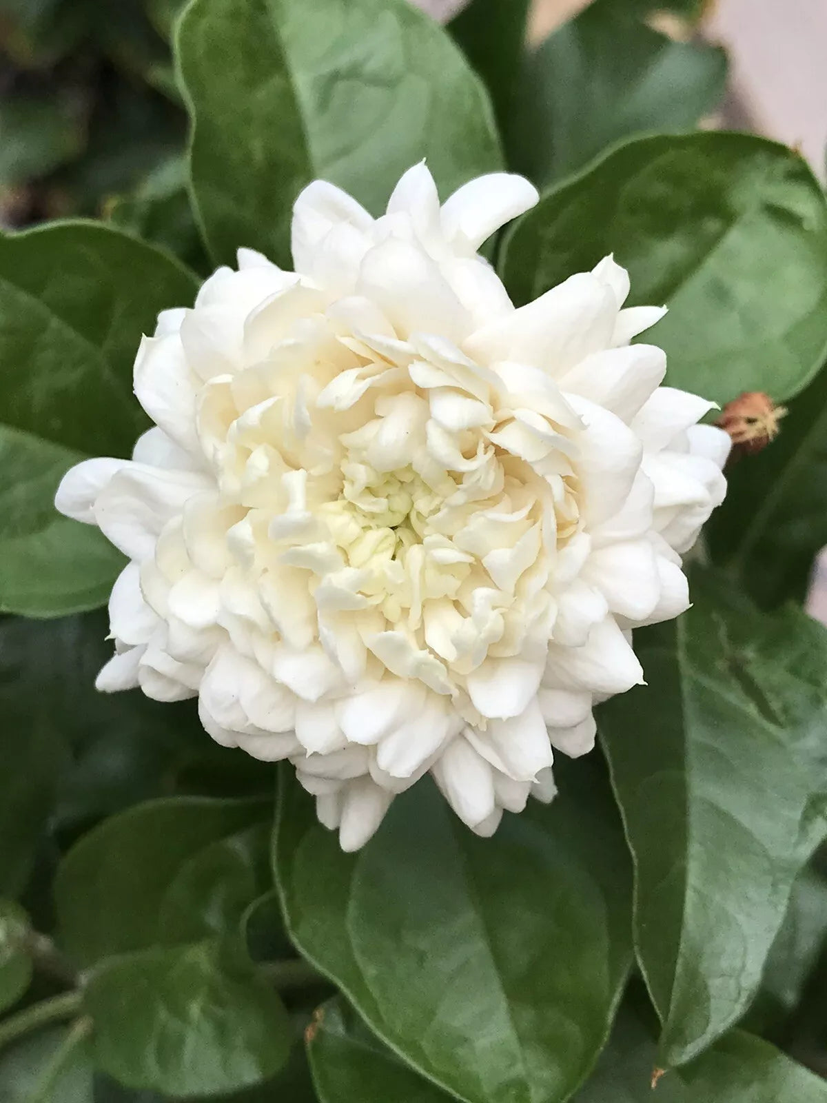 One Grand Duke of Tuscany Jasmine Starter Live Plant 6-8 Inches Super Fragrance
