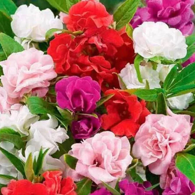 500 Camelia Flowered Mix Impatiens Seeds