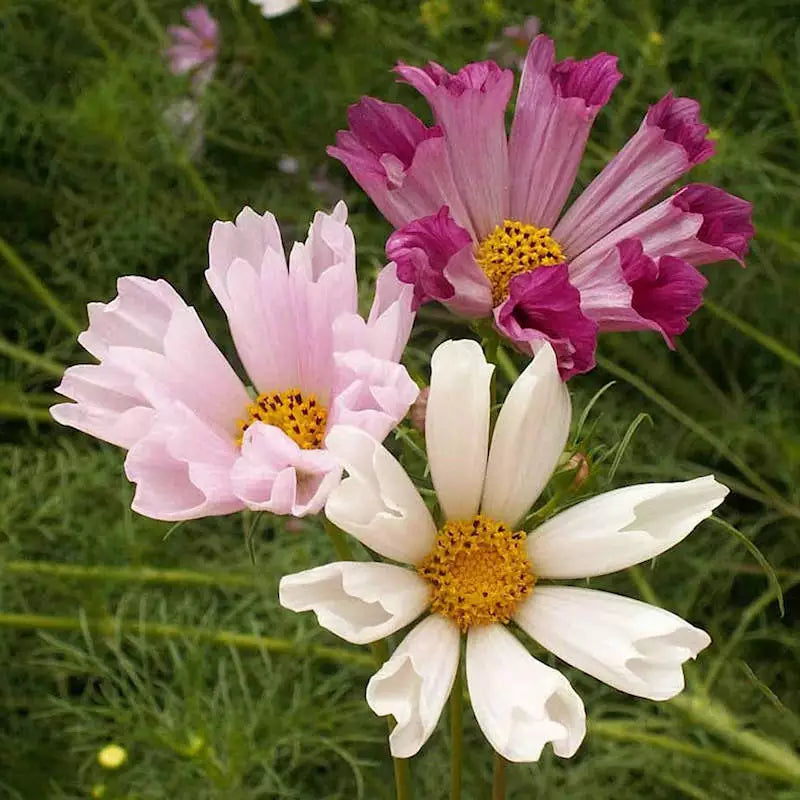 50 Seashells Cosmos Seeds Non-GMO