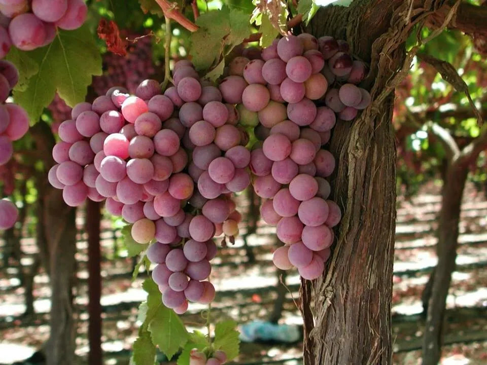 2 Canadice Seedless Live Grape Vine Plants 1-2 yr Old