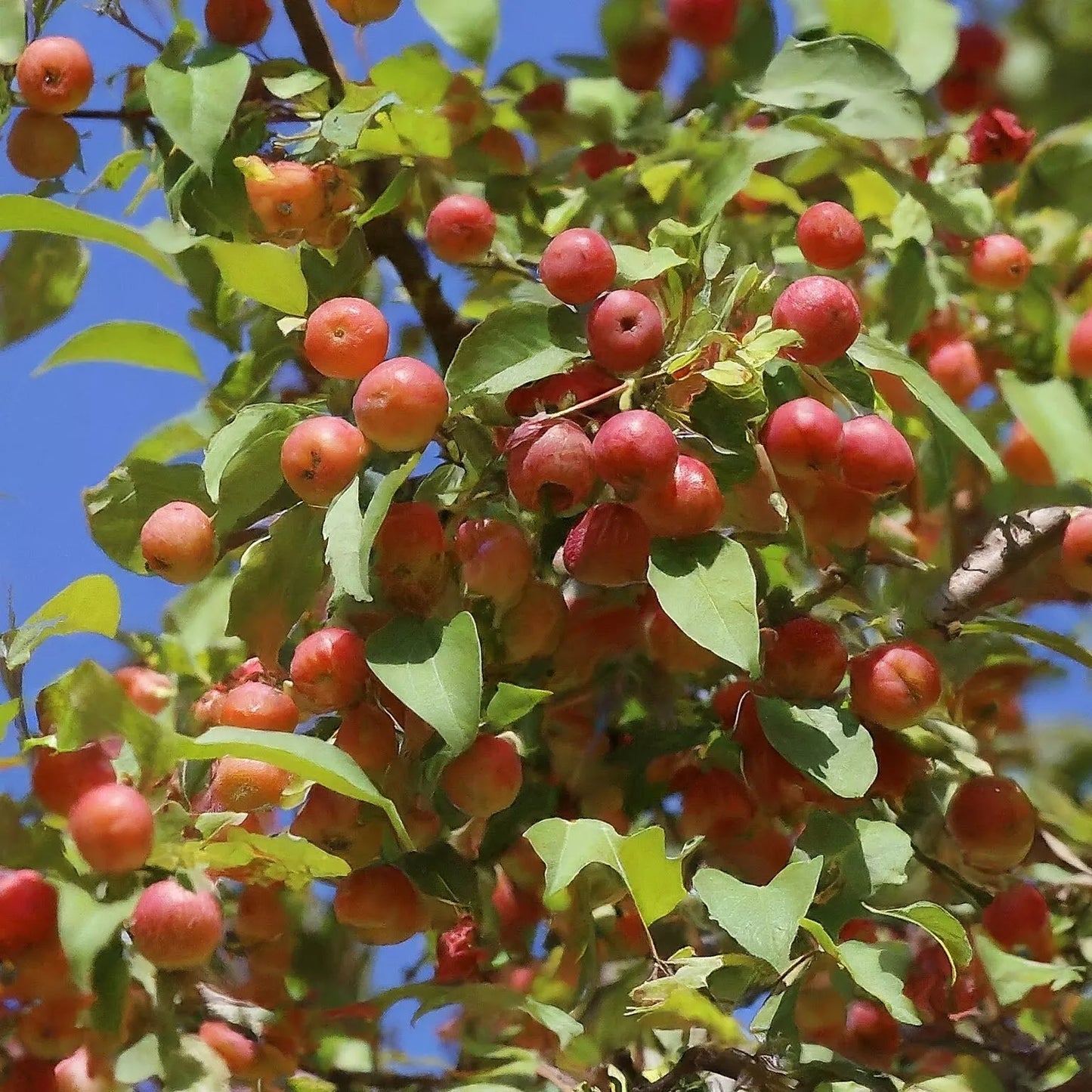 1PC Midwest Manchurian Crabapple Tree Seedling Fruit LIVE PLANT