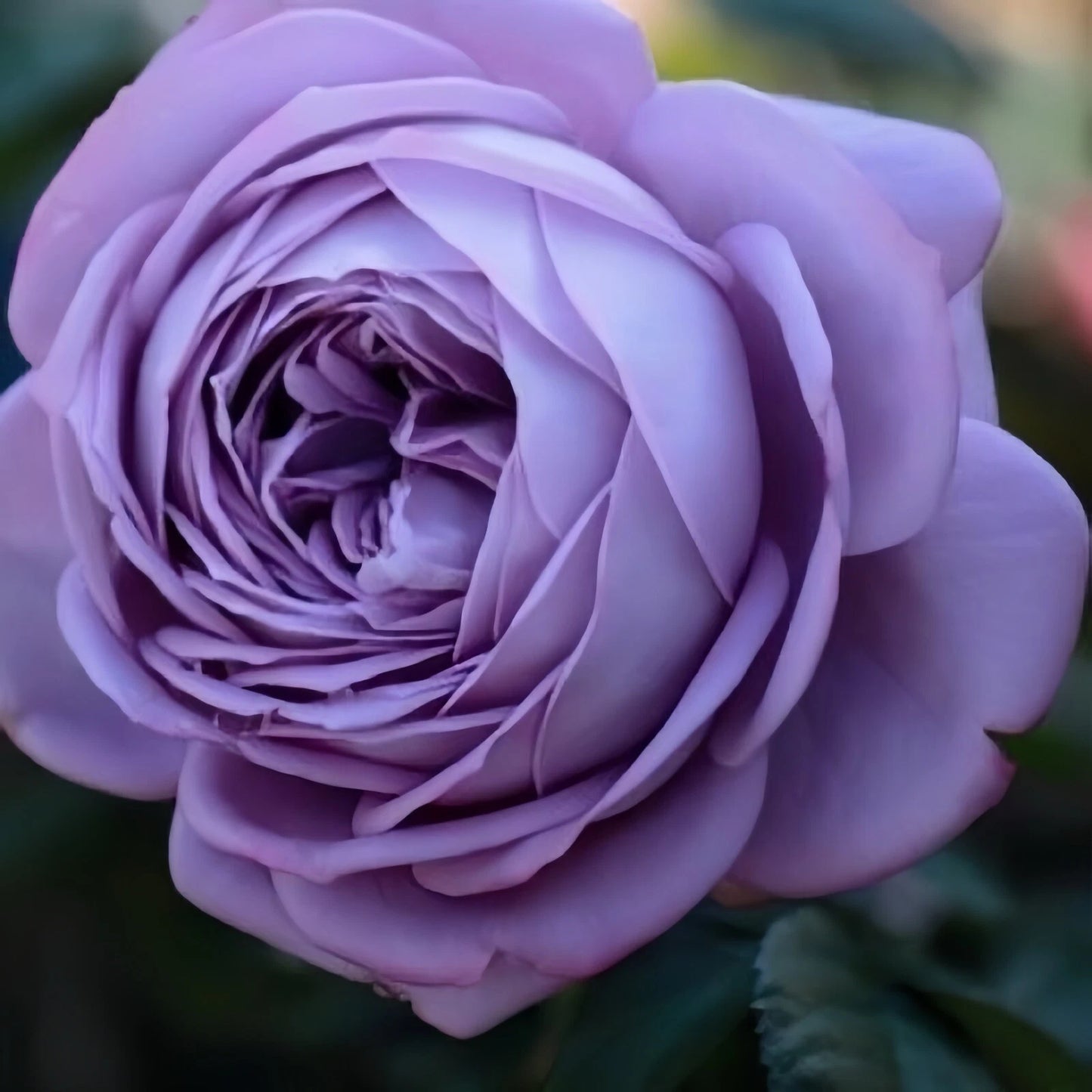 Blue Storm Live Plant - 2 Year Old Japanese Rose - Beautiful Blue Garden Rose - Easy Care & Disease Resistant (Rosa)