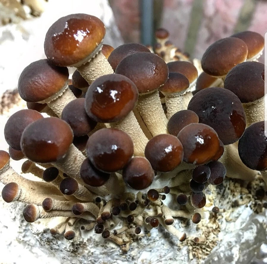 Organic Mushroom Plugs - 100+ Pioppini Gourmet Variety for Log Inoculation - Fungi Plug Starter Kit