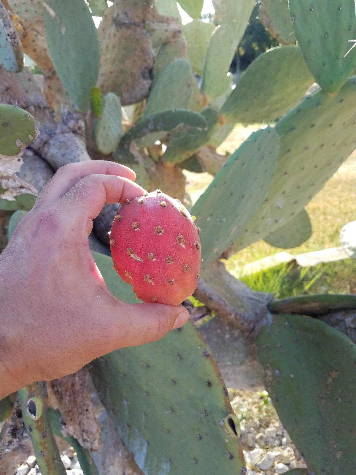 Nopal Cactus Cutting - Small Rooted Tuna Roja Opuntia Ficus-Indica - Red Fruiting Variety - Bare Root Plant from Mexico
