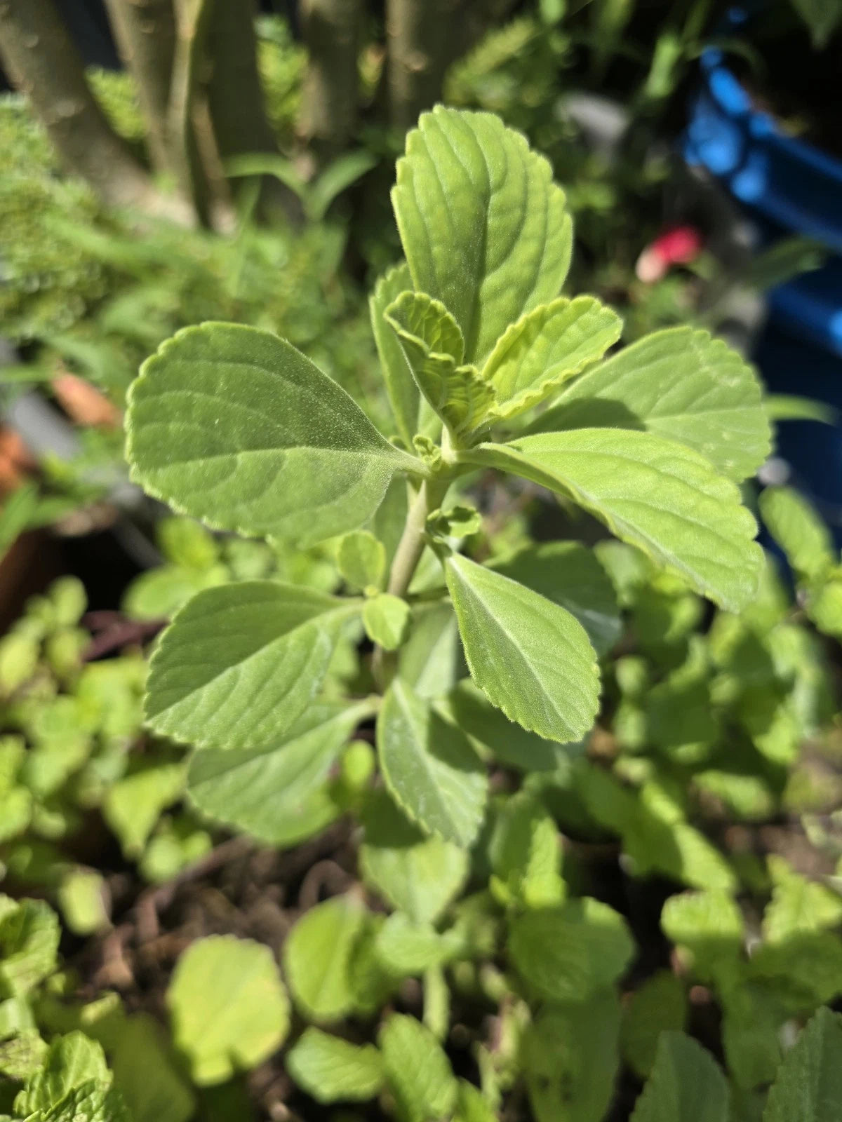 Fresh Boldo Cuttings for Propagation | Medicinal Herb | Plectranthus | Ideal for Tea and Planting