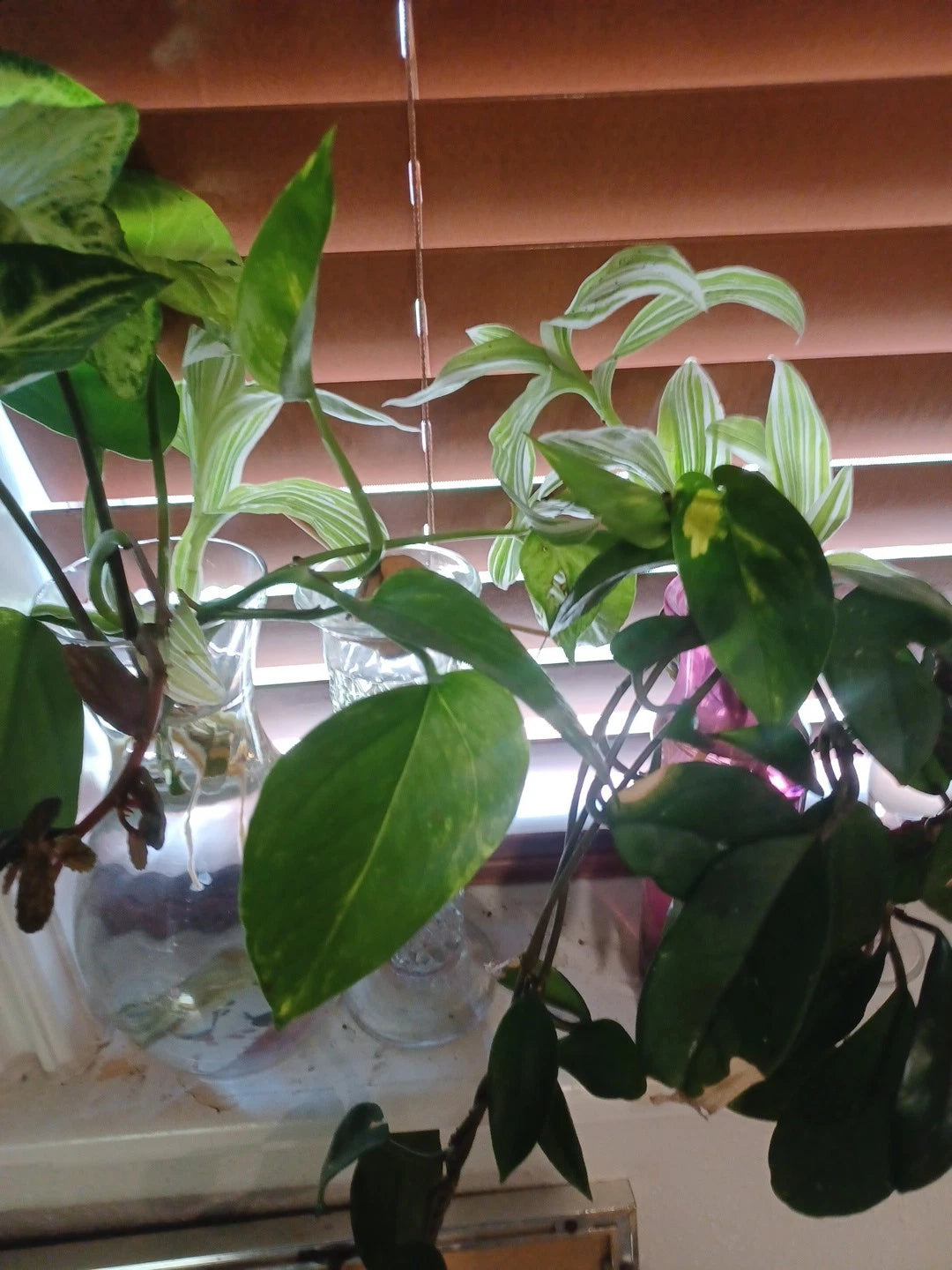 Rooted House Plant Cuttings - Assorted Varieties including Philodendron, Hoya, Cactus - Surprise Selection