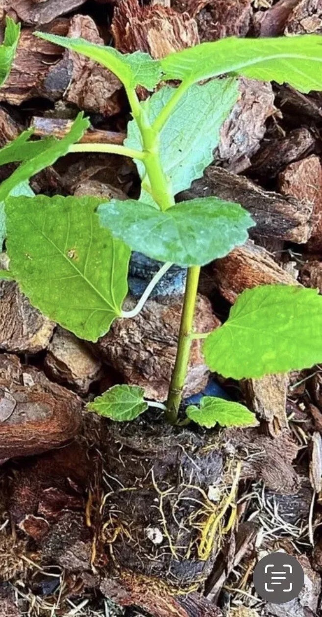 Fig Trees Set of 4 starter plants