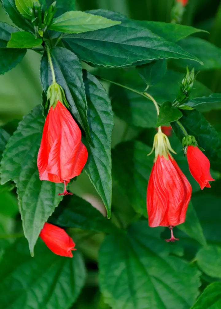 STARTER LIVE PLANT 5 TO 7" TALL RED TURK'S CAP SLEEPING HIBISCUS MALVAVISCUS