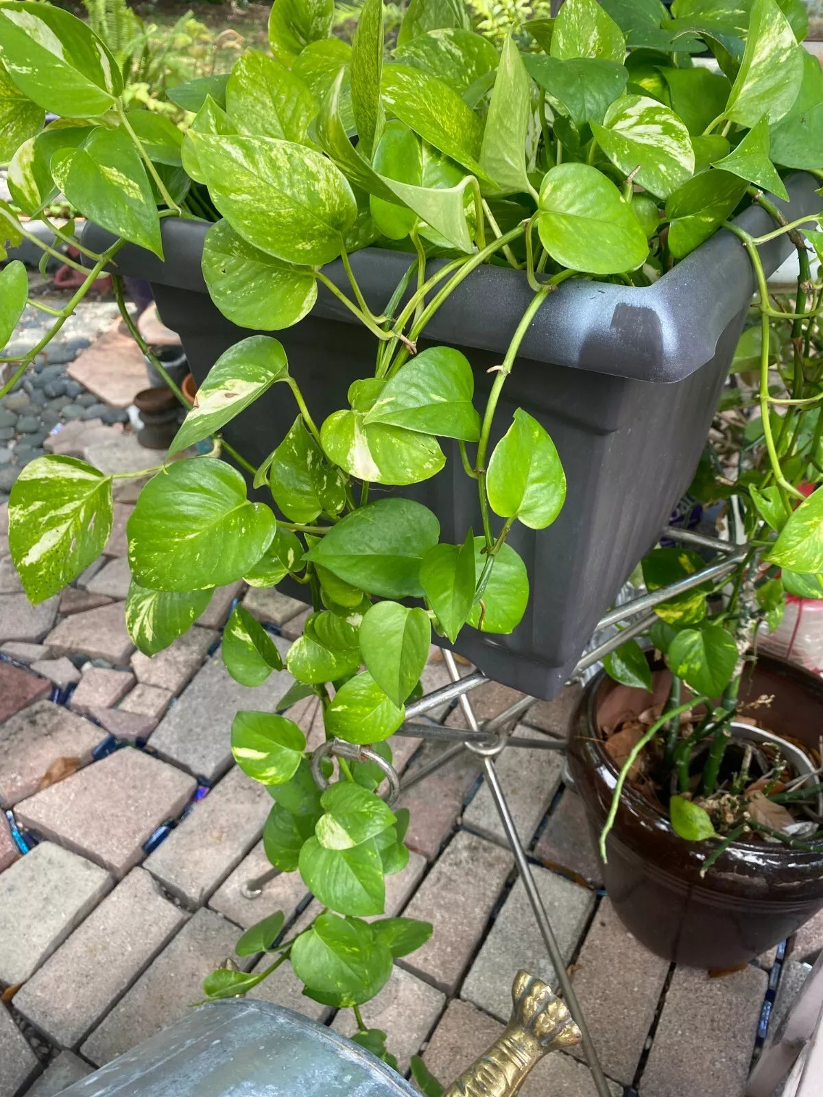 Pothos Cuttings 3 Ft Pearls & Jade Variegated House Plant (Epipremnum aureum) - Indoor/Outdoor Air Purifying Vines