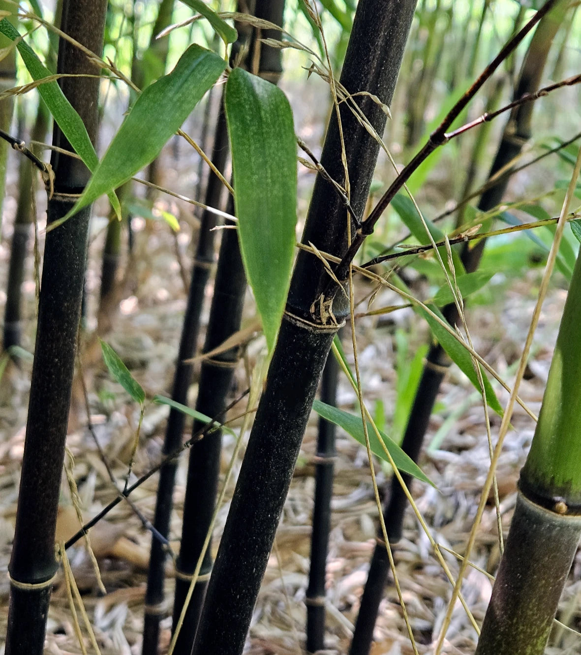 Black Bamboo Rhizomes 3-Pack – Cold-Hardy, Fast-Growing Privacy Screen – Phyllostachys nigra – Evergreen, Easy to Grow