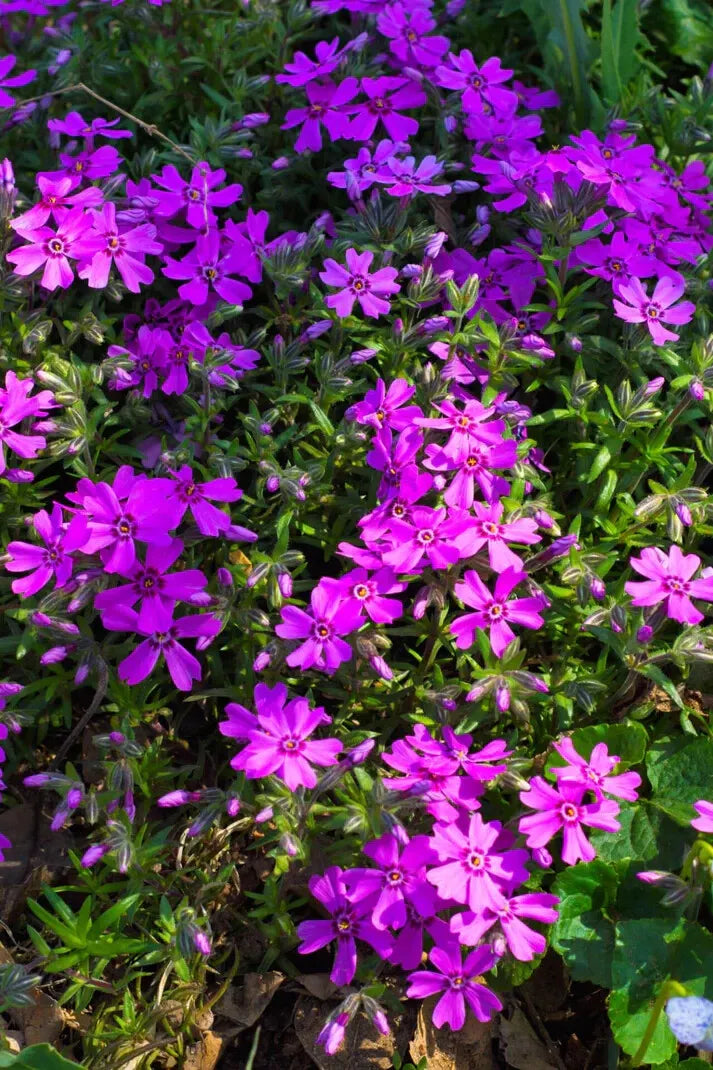 1 Creeping Phlox Bare-Root Amazing Grace White Phlox Subulata Perennial Plant