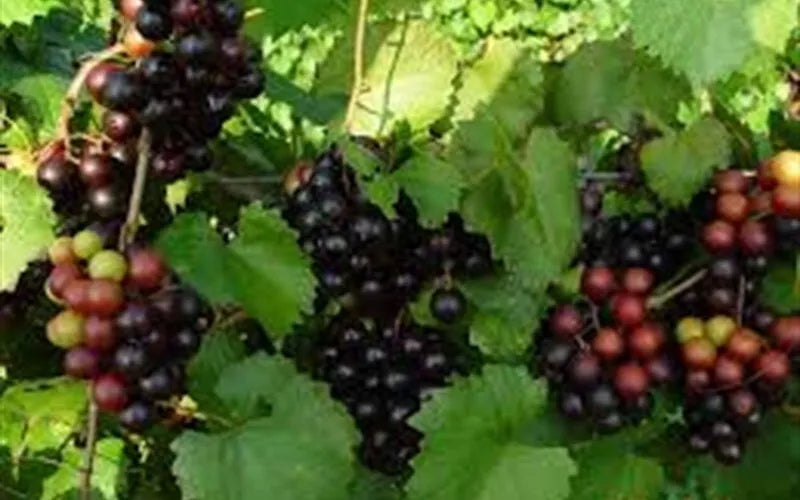 1 NOBLE MUSCADINE Live Grape Vine Plant 1-2 yr Old - Pruned