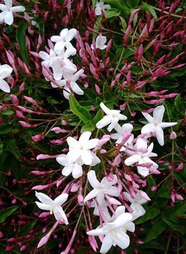 Five Cuttings (unrooted) To Start Plants Pink Star Jasmine