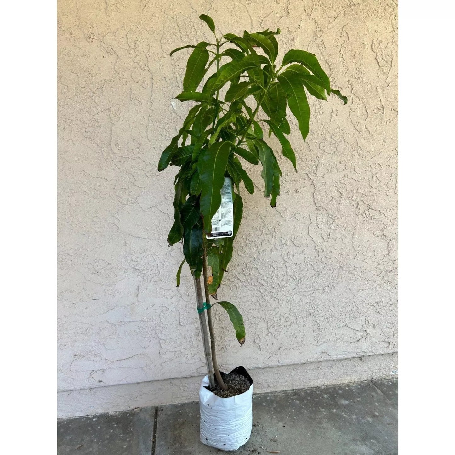 Tall Manila Mango Fruit Tree (3-4 Feet Tall) - Fiberless Fruit, Very Sweet