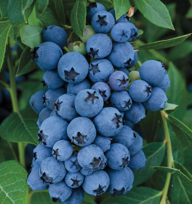 Jewel Blueberry Bush Starter Plant 4-6 in, Southern Highbush Blueberry, Vaccinium corymbosum